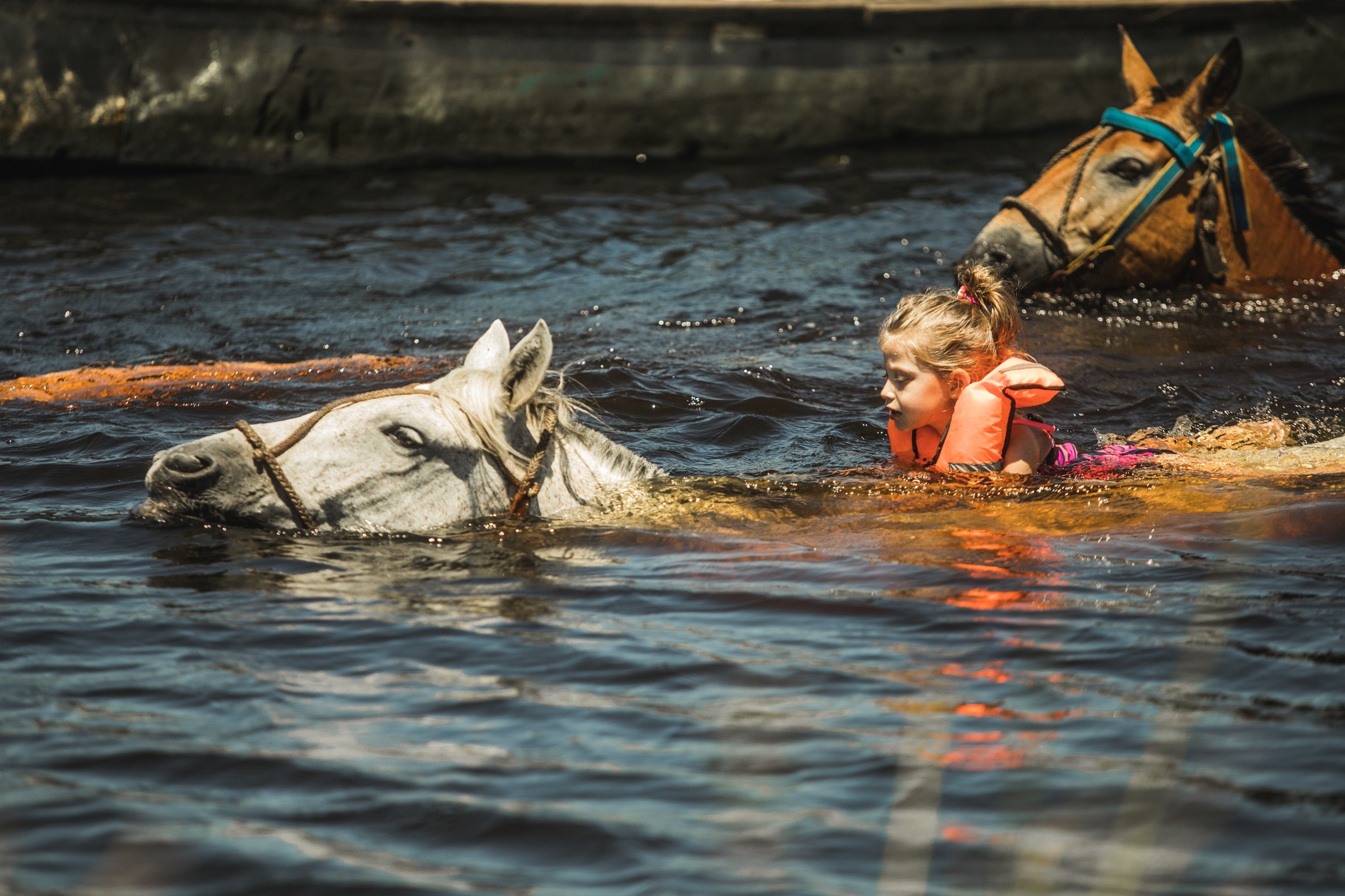 A traveler swimming alongside horses