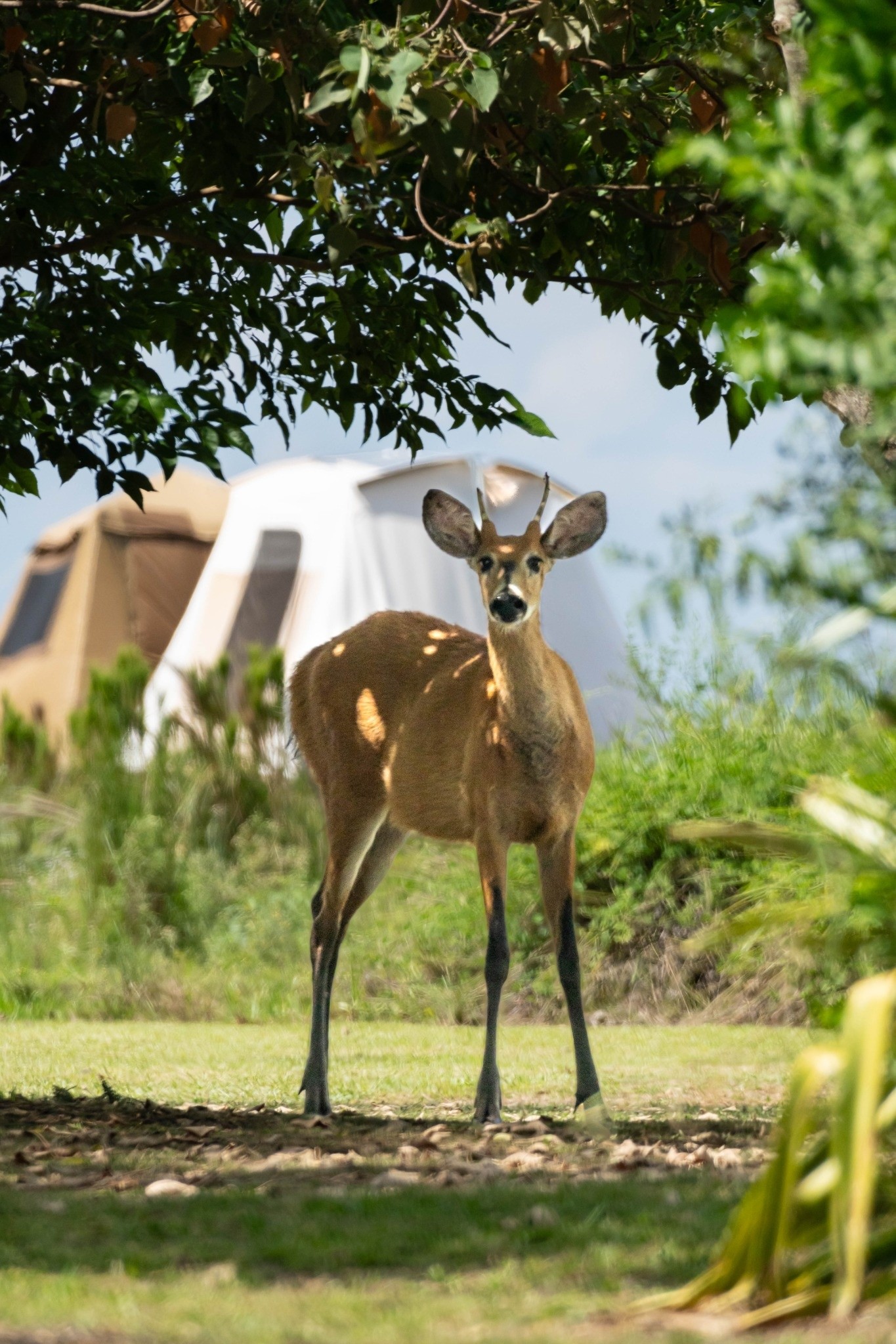 A deer beneath the trees
